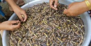 柬埔寨農民興起蚱蜢養殖　一個月即可上市